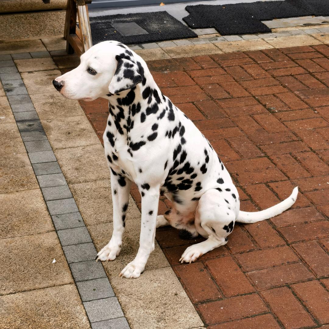 稳定不了的三脚架