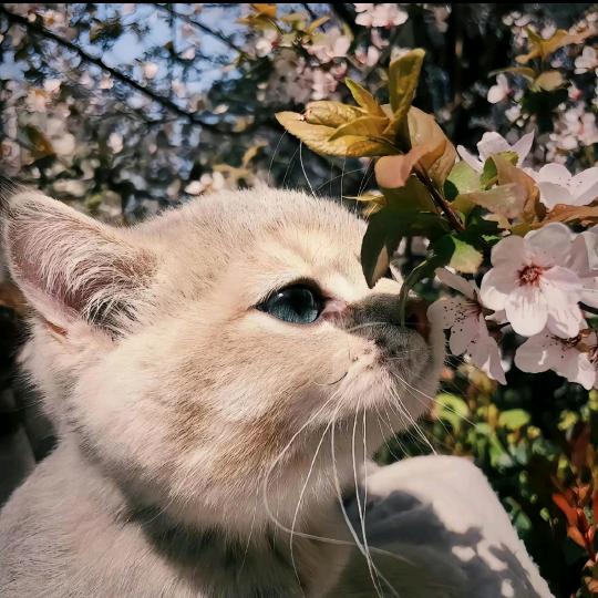 满夏