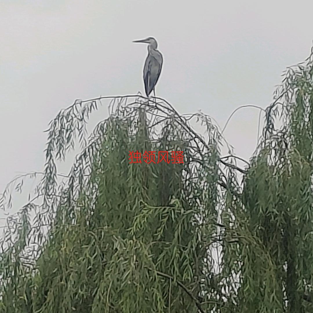华佗