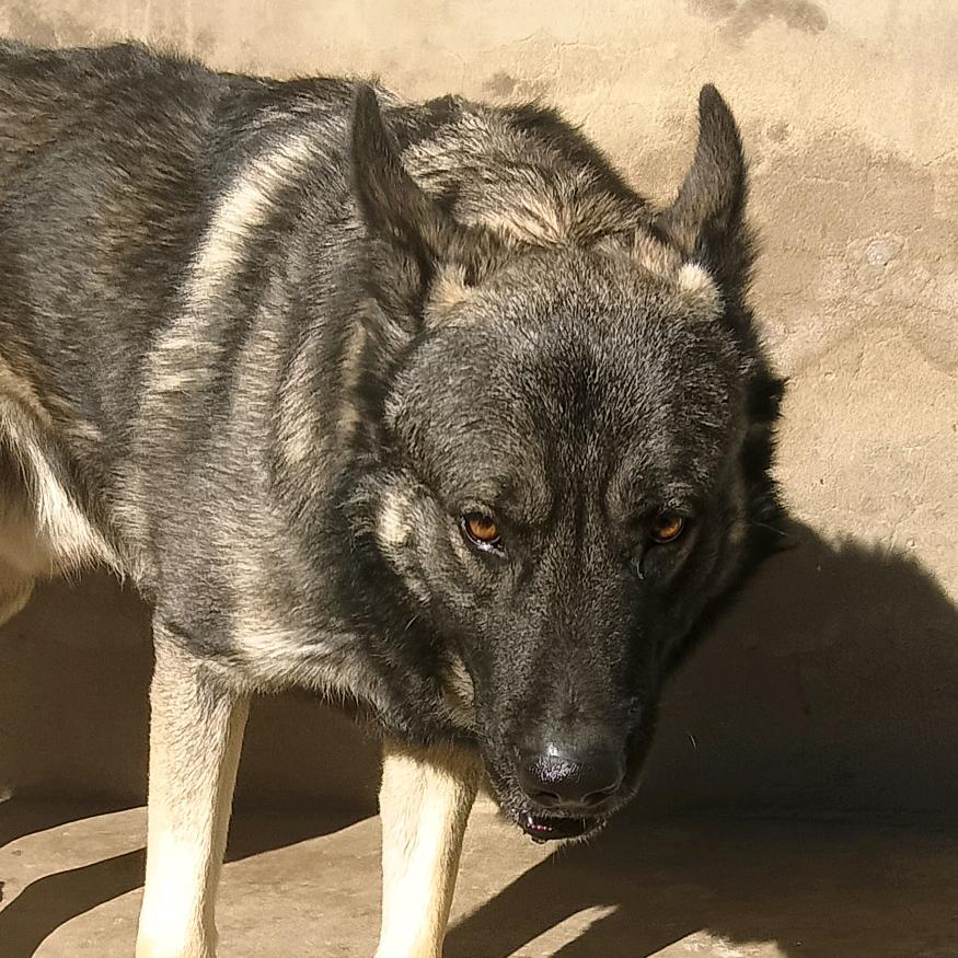 运城藍點老版狼青💯