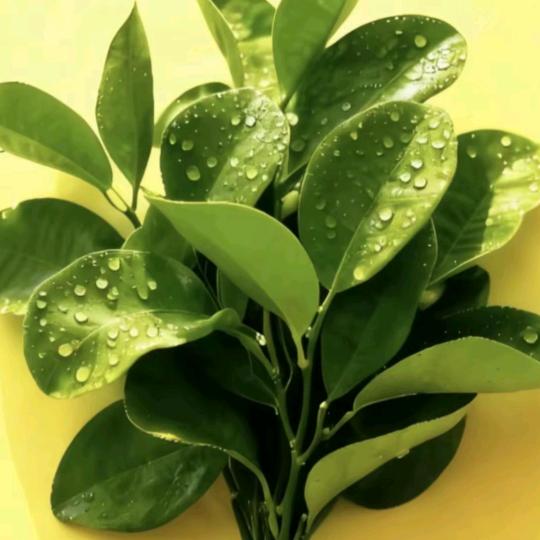 便利店《芝姐》