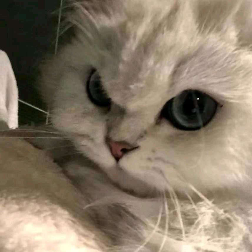小莫