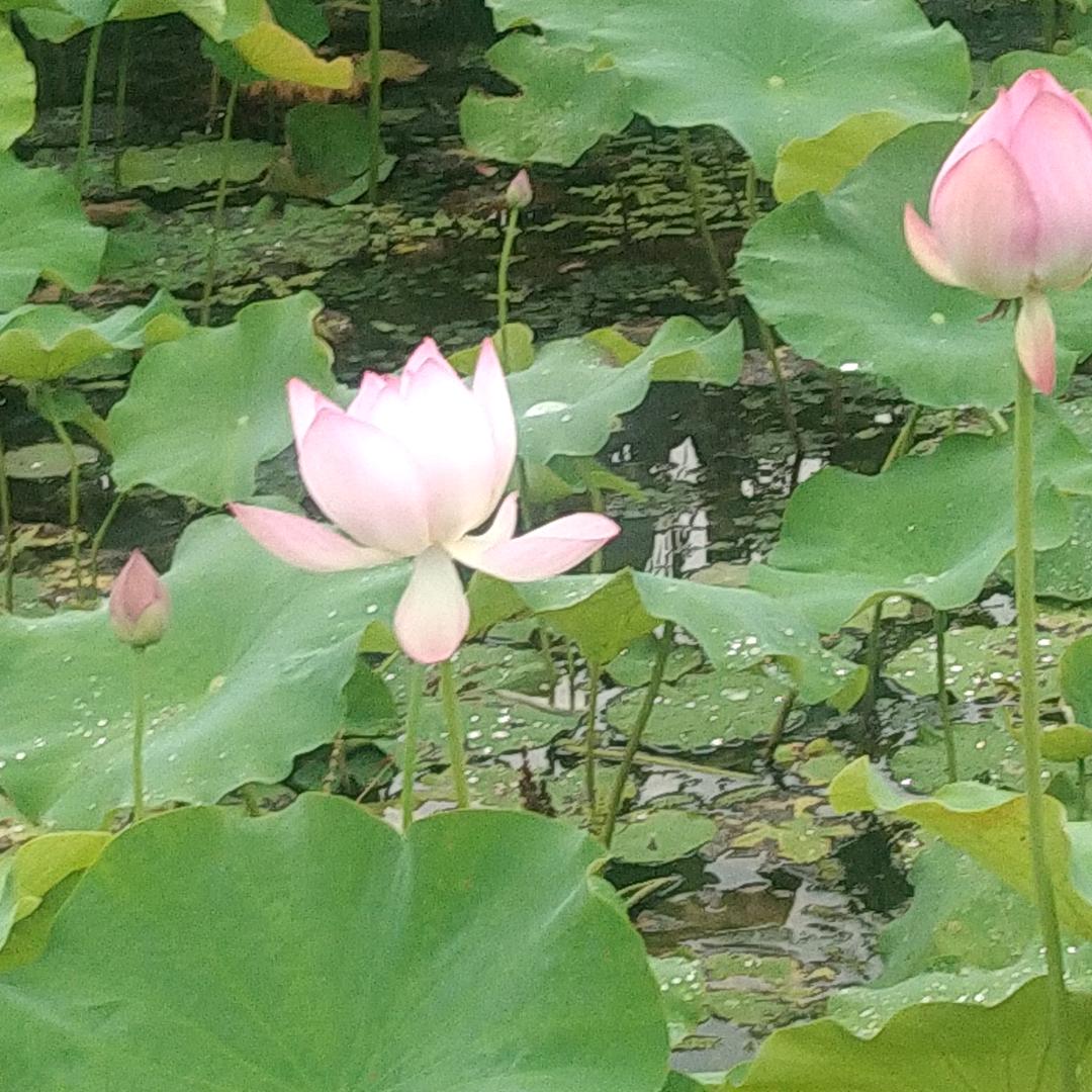 姐不是哥的菜