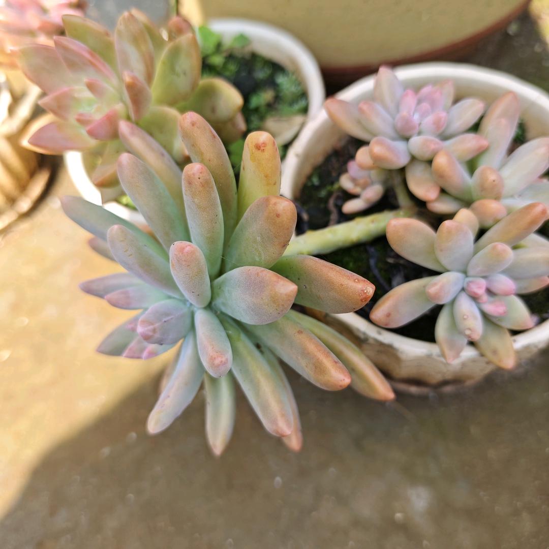 多份爱给了谁？