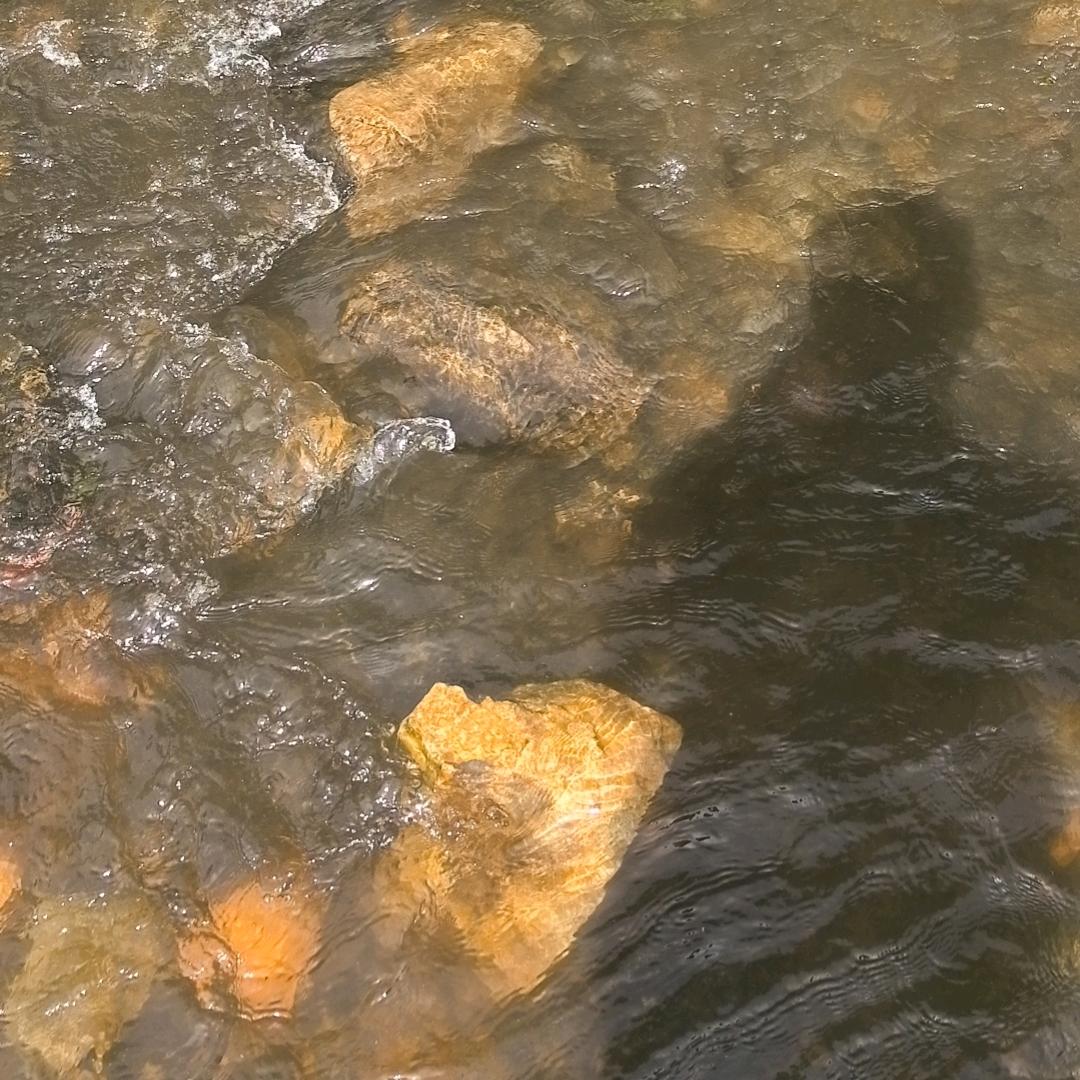 清新