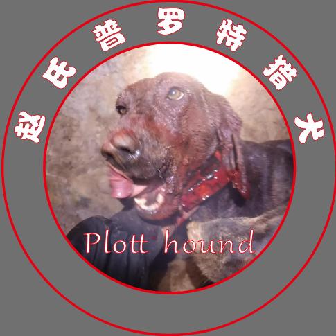 赵氏（普罗特猎犬）