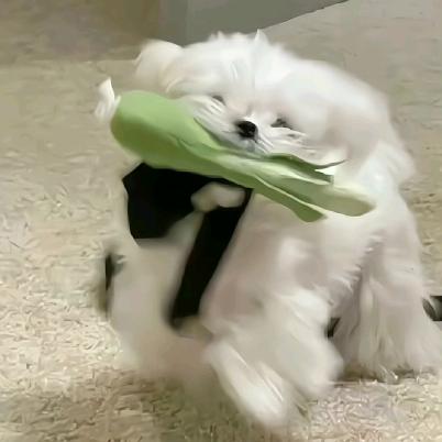 ˄困困鱼˄*🐟◞ ̑̑