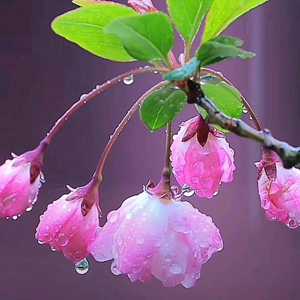 ☘️若🦜相💐惜☘️