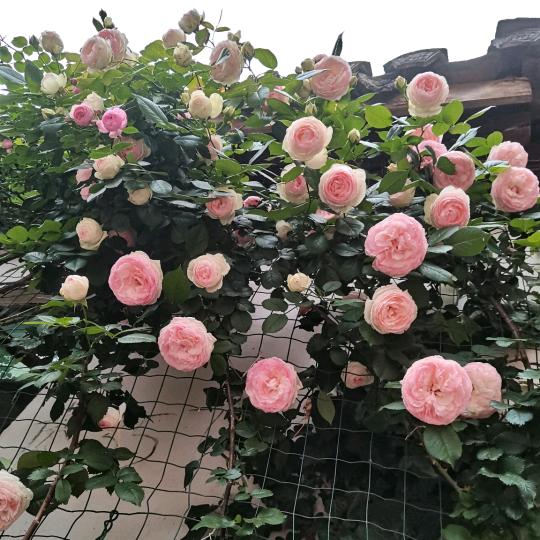 来不及说我爱你