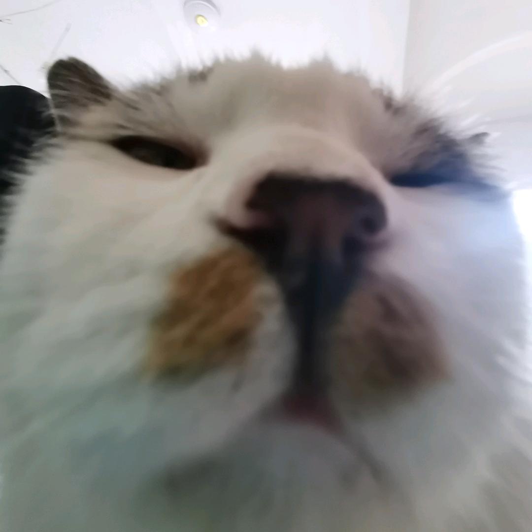 超级无敌小暴龙