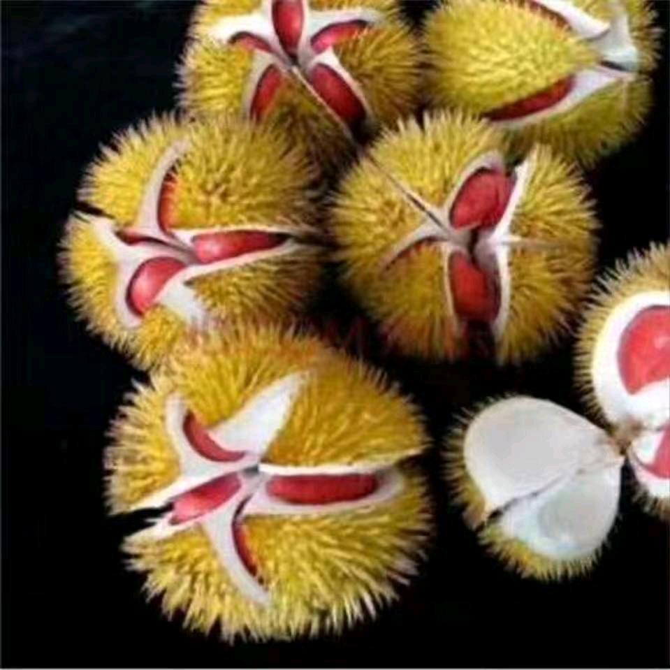 榴莲王张鹏