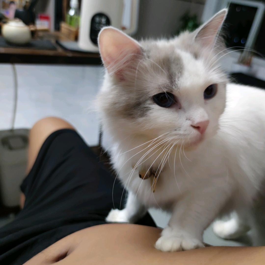 小魏学长（探索版）