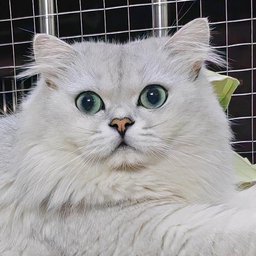 掉毛怪的奴隶🐱