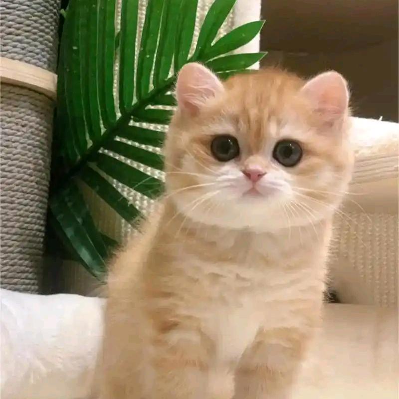 繁星梦语