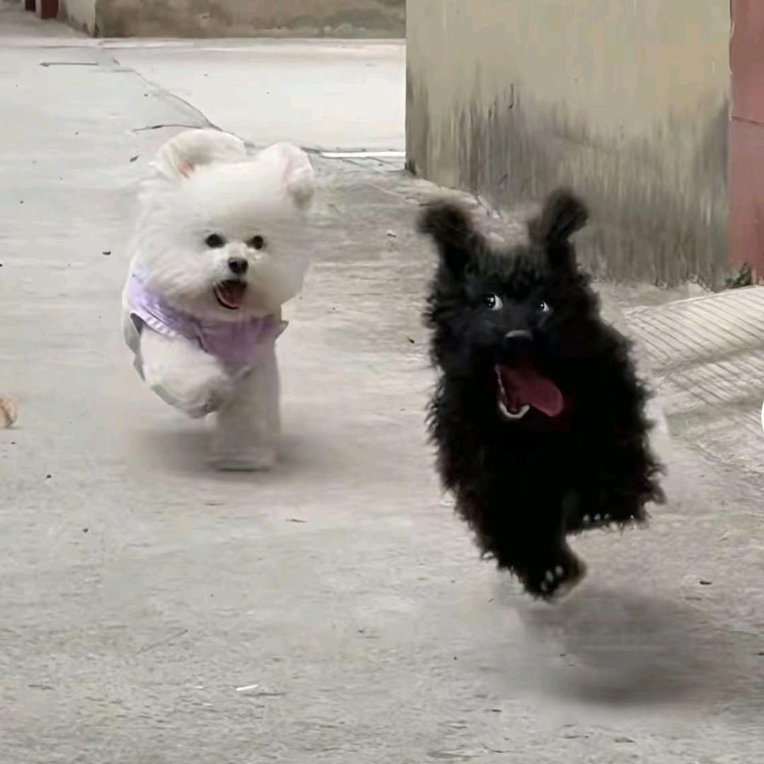 酋长你别跑-渣哥