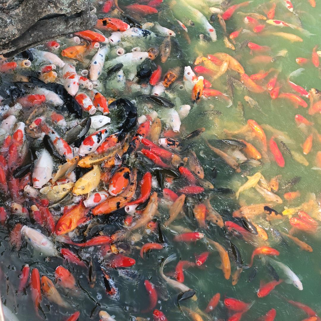 踏过ベ荒骨（野钓）