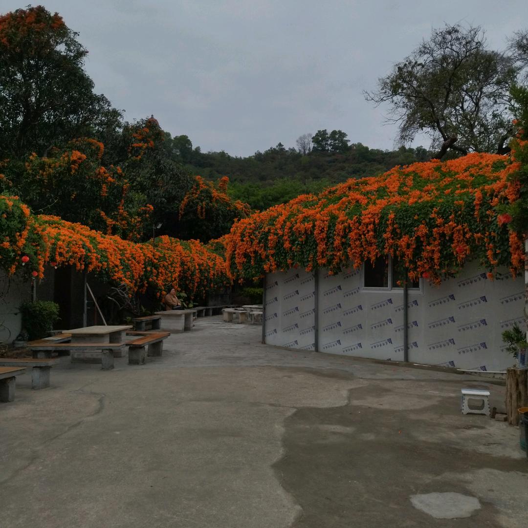 春暖花开