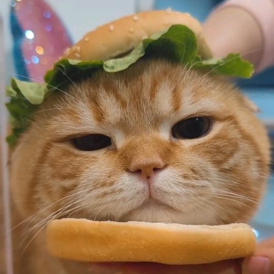 荒謬的詩🍆（渐入茄境）