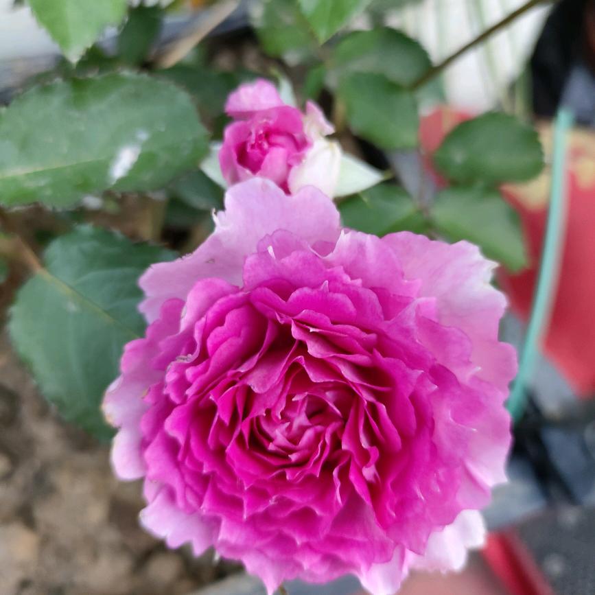 荷，🙏🙏🙏拒私聊，拒绝合拍。