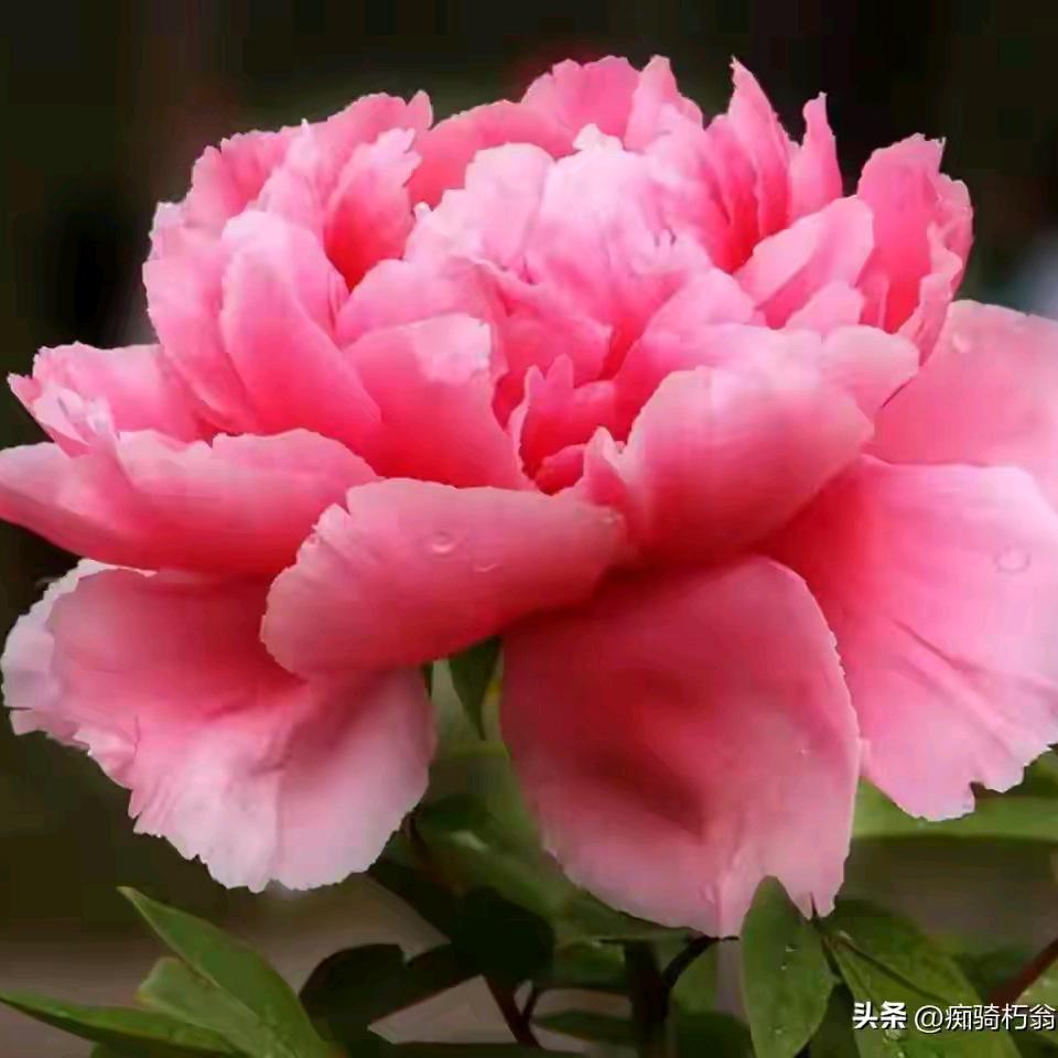 芳姐。