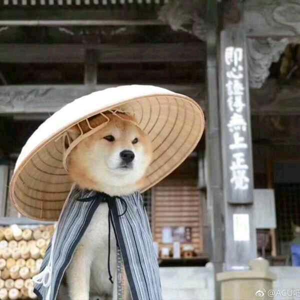 Flipped头像