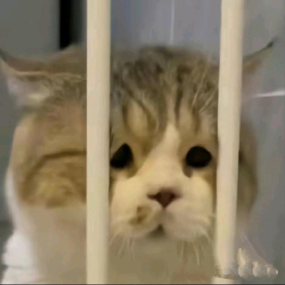补药杀破忒头