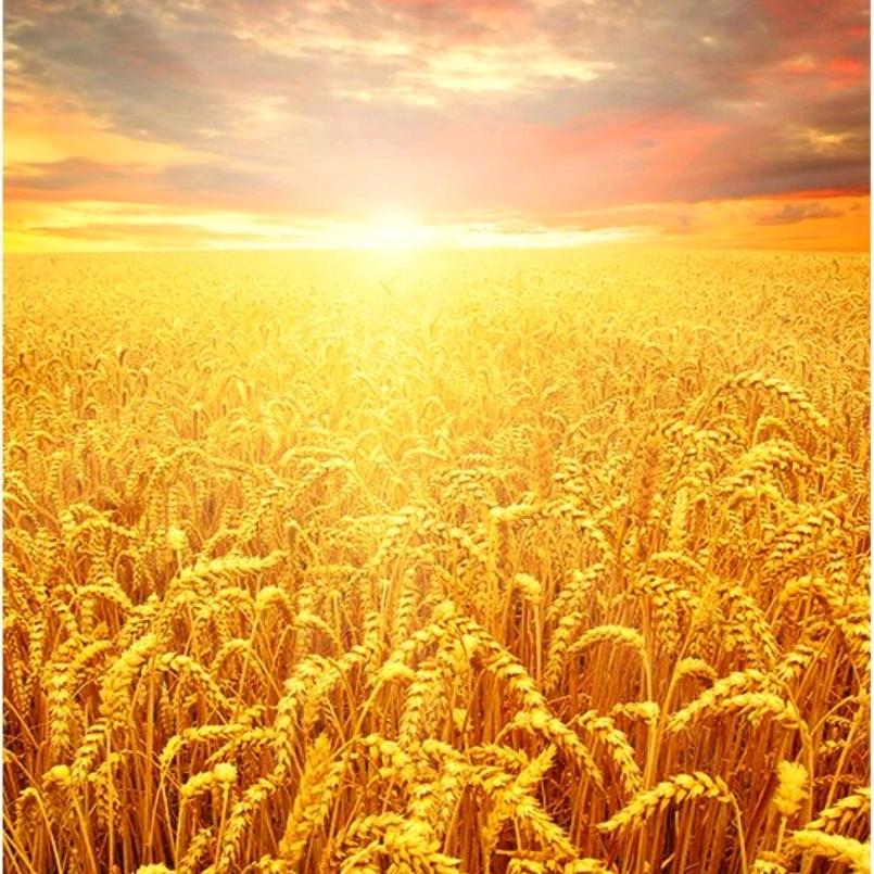 泽帅艺术学校—王