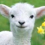 开着宝马捡破烂