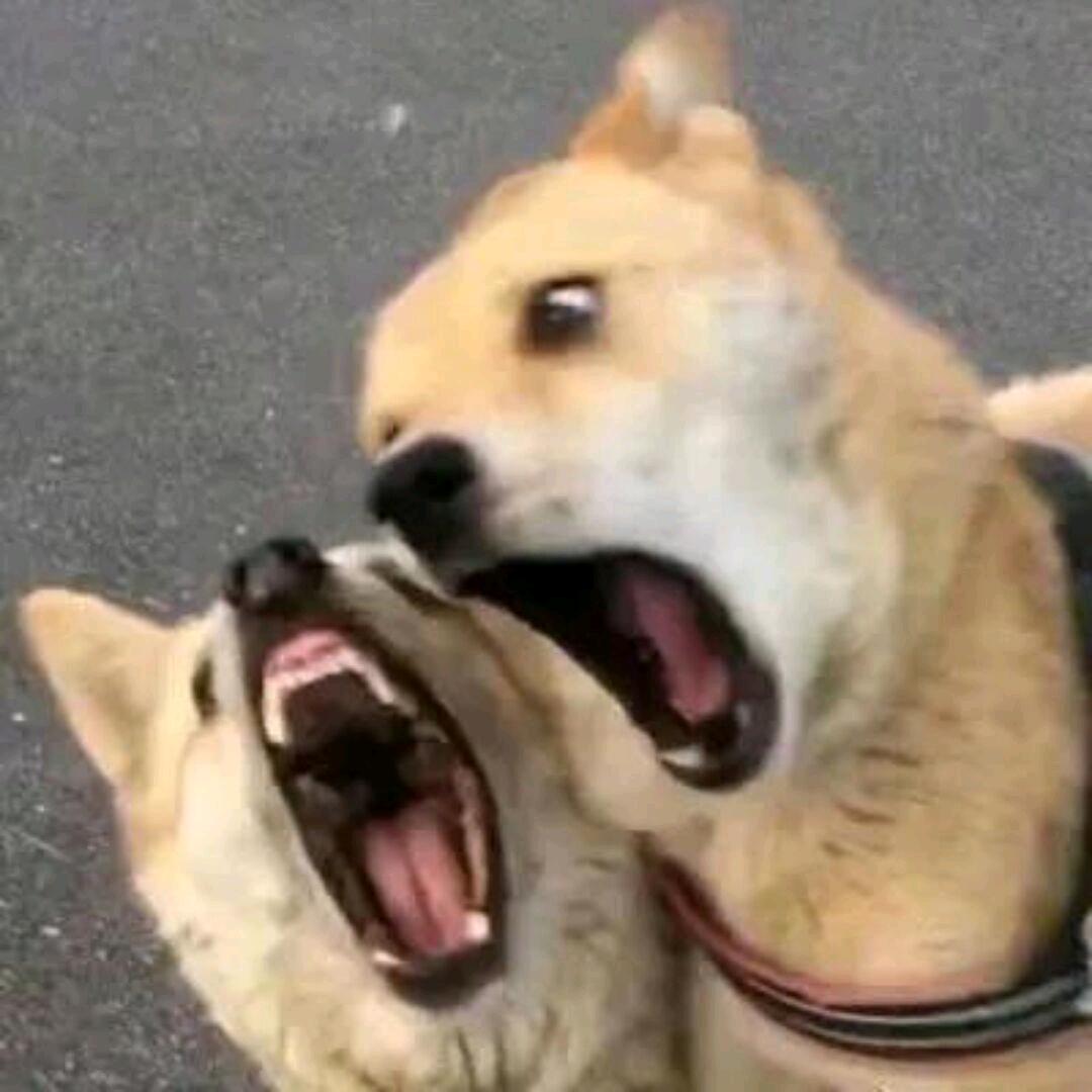 怪兽.c