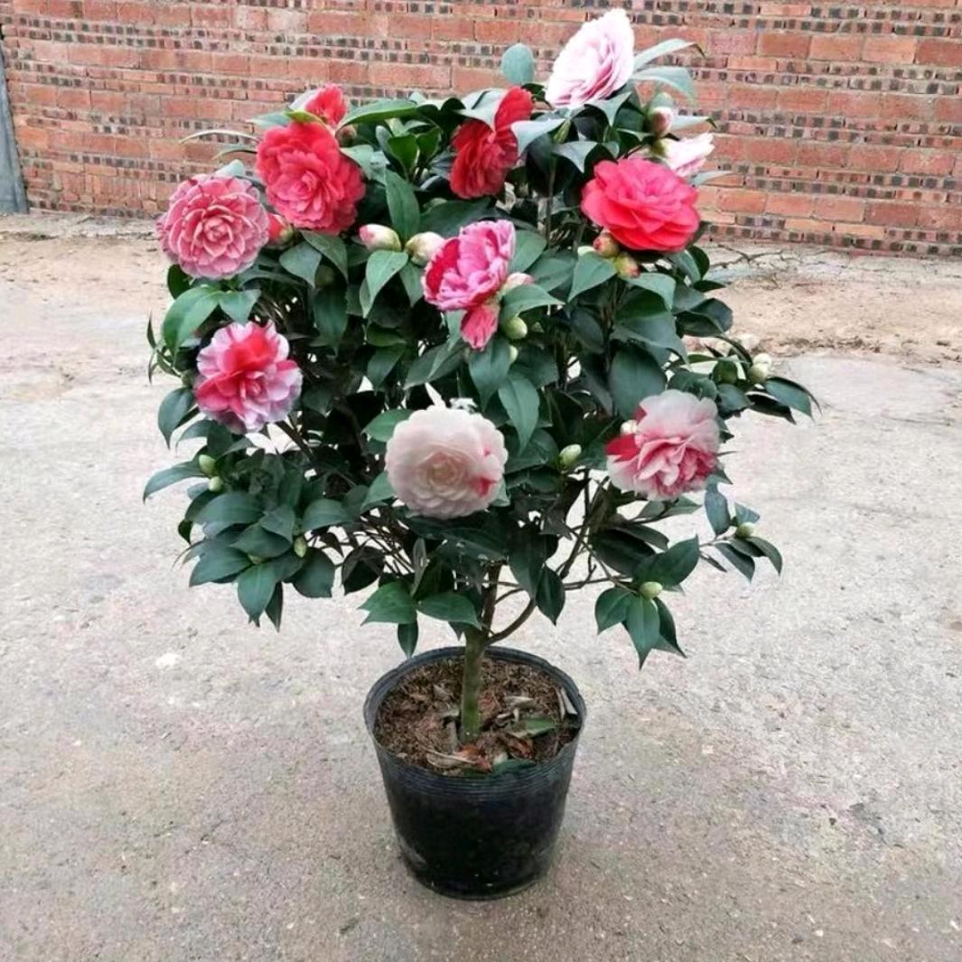 明之阁花卉园艺