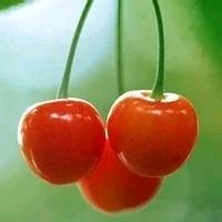 王春梅