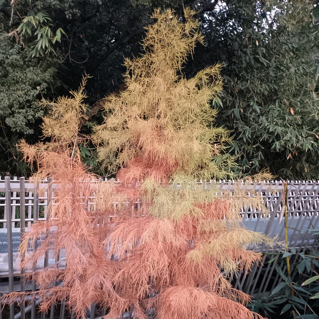 秀珍姐姐木目心：