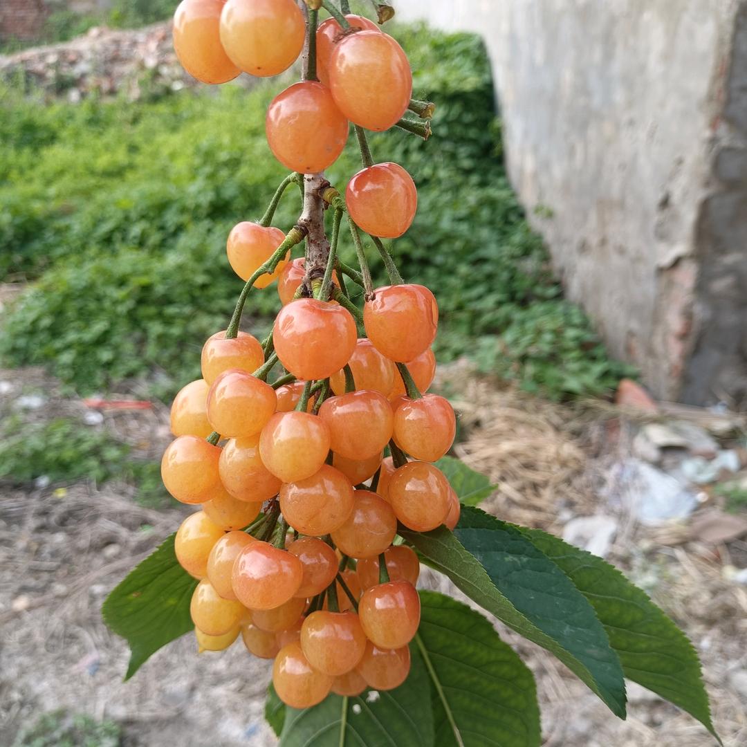 小樱桃🍒