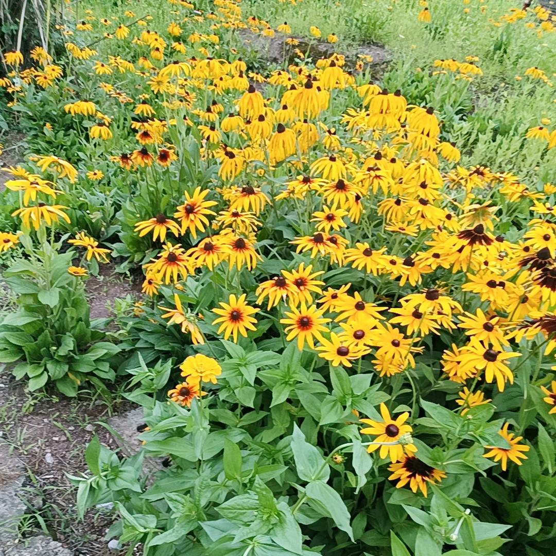 小琴琴～烟花绽放