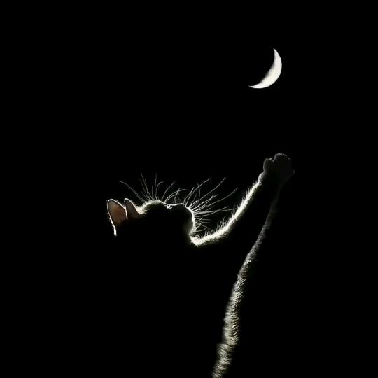 🌸🧸🍀🔥☘️🌱🍃