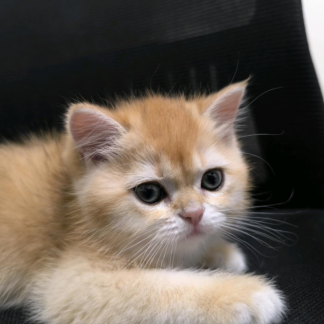 神龙见首不见尾，