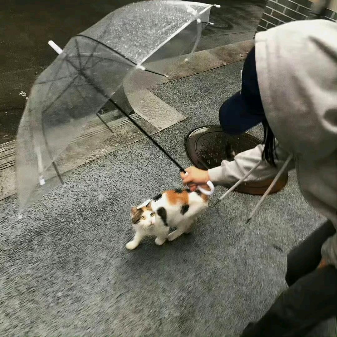 花枝再