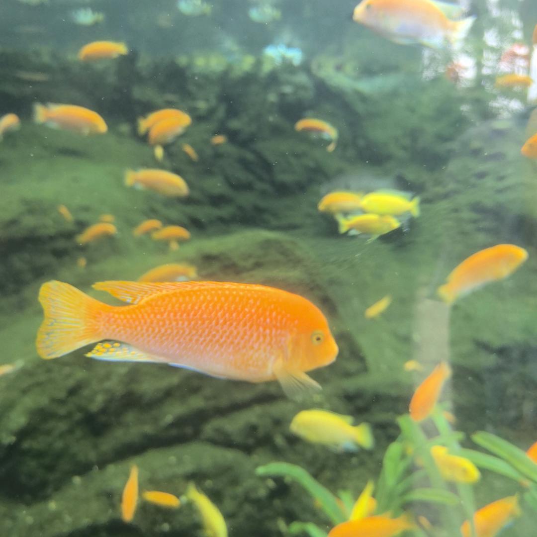 松毅花卉