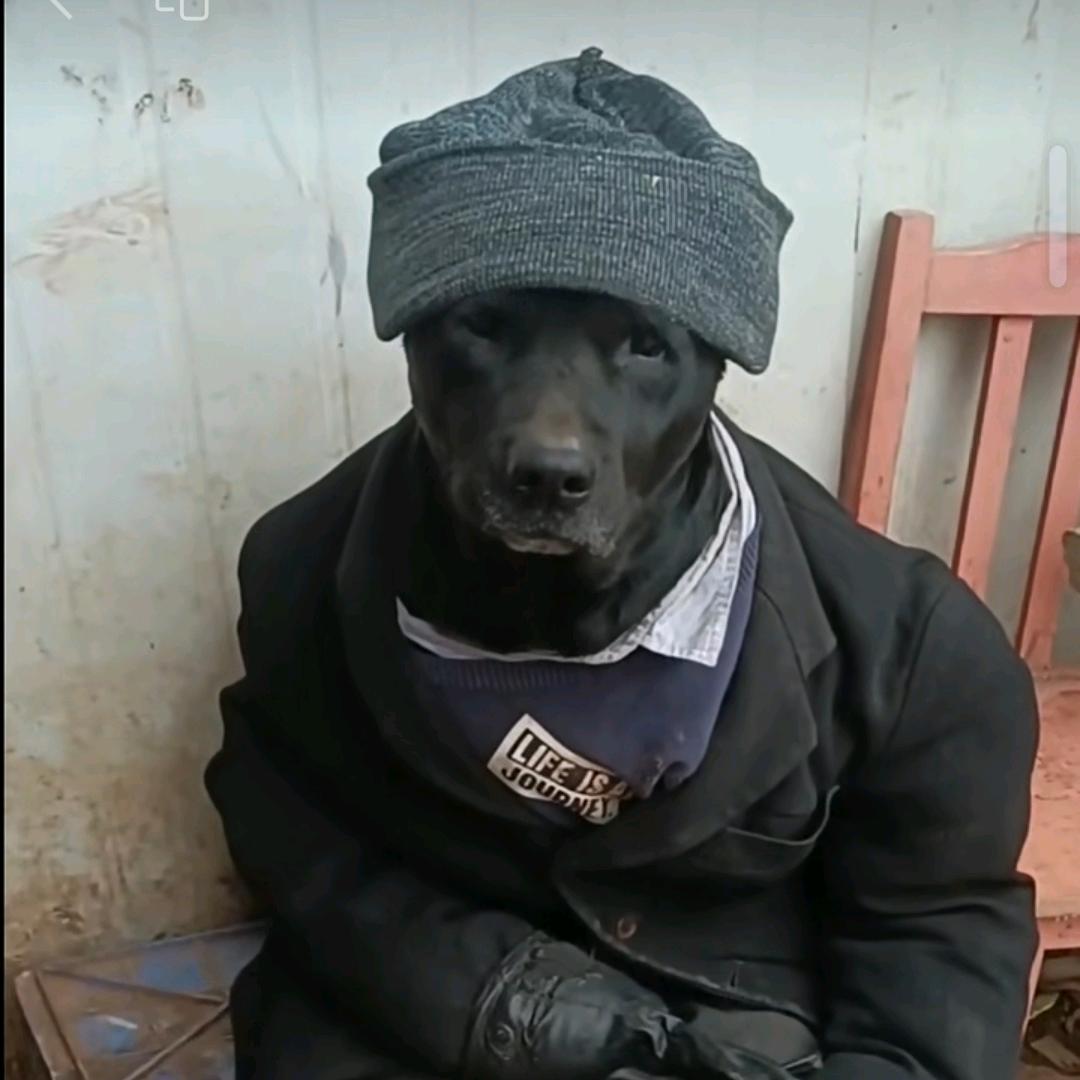 好好学习.若有若无