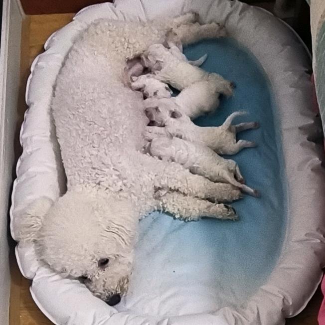 欢欢和七个小崽儿