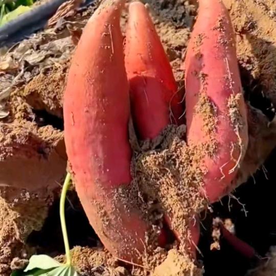 临沭玉山红薯哥（老袁）