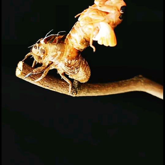 涅磐重生衣衫褴褛也有王者之相