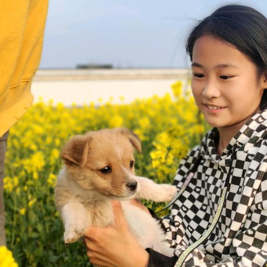 简爱