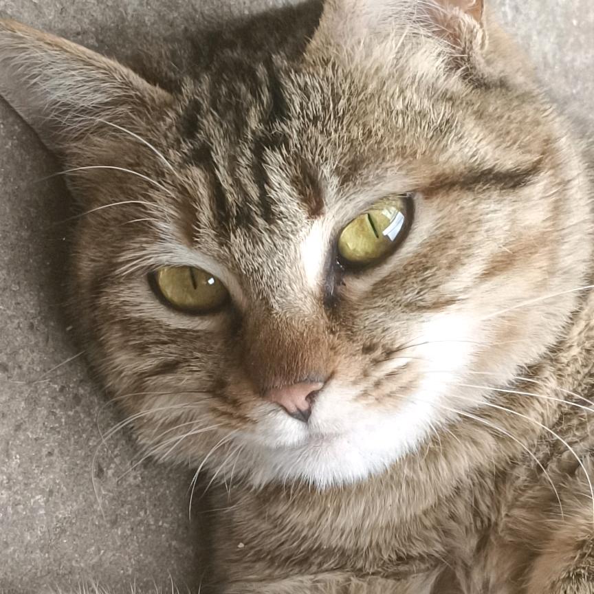 叫我龙猫