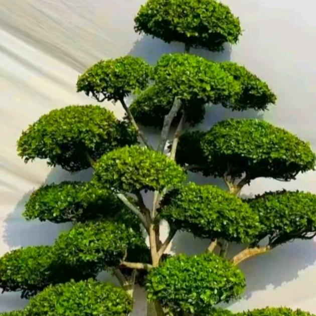 香如紫墨