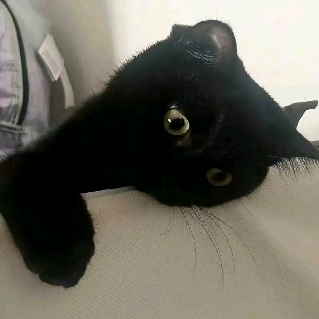我和我的猫.