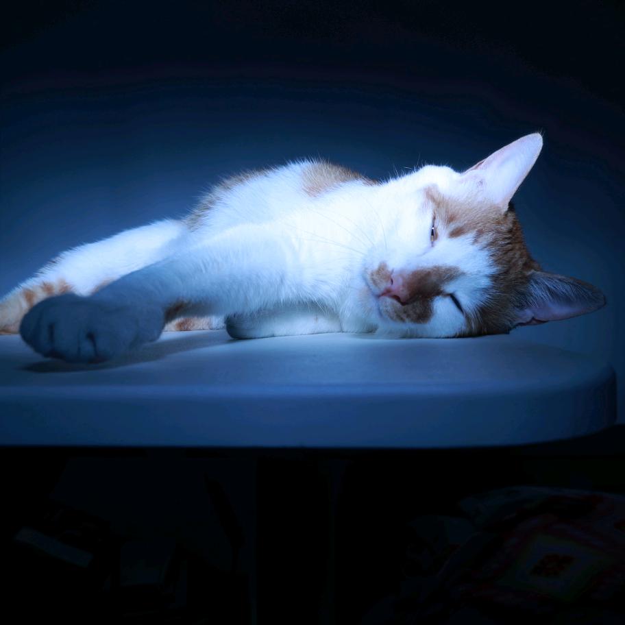 拾光猫🐱