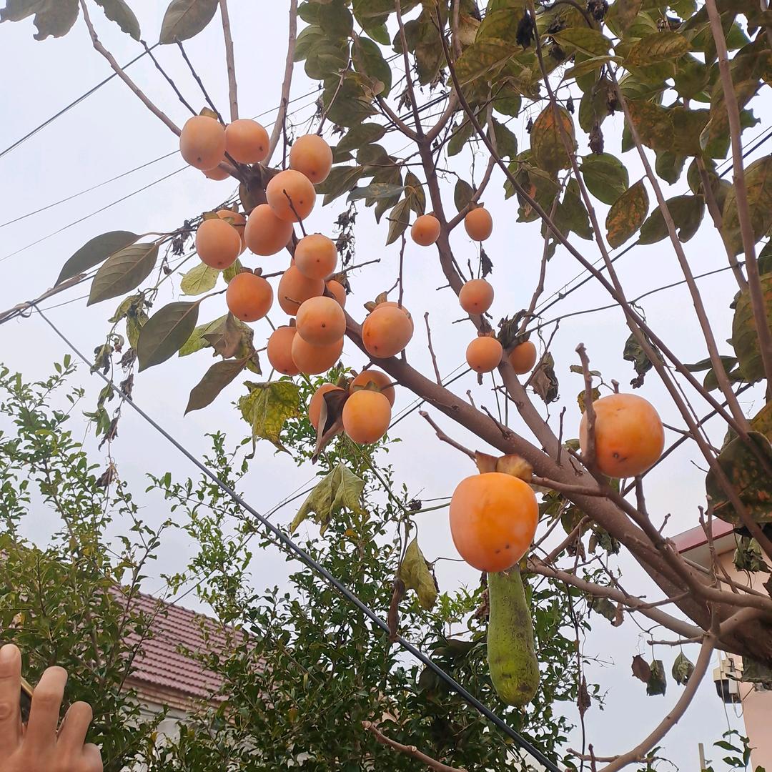 李苏梁（叫我哥）