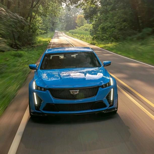 摇钱树上的树芽