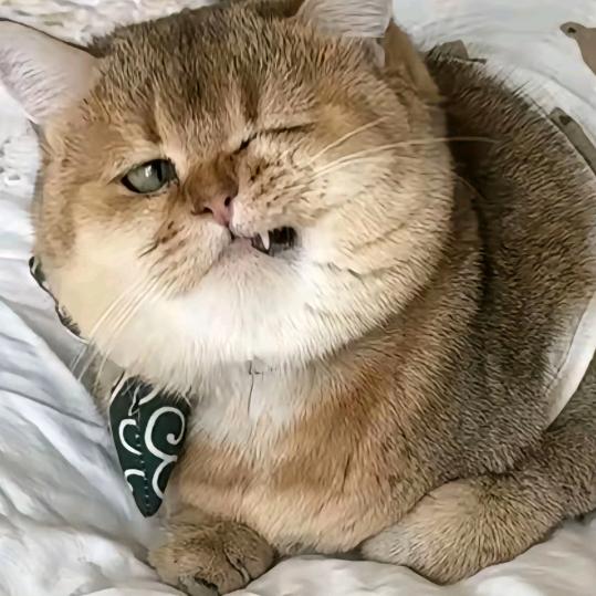 媚儿